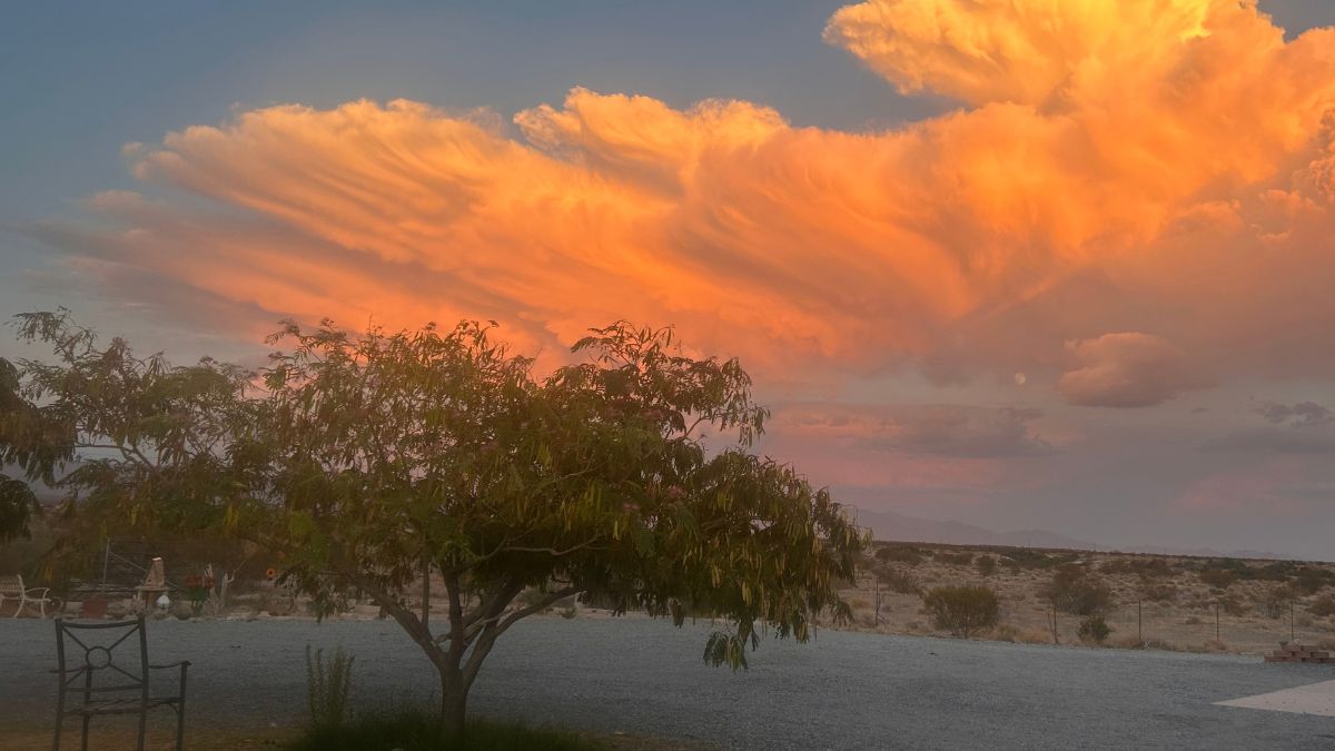 Glowing orange clouds over the Pahrump desert at sunset, framed by a desert tree and open mountain basin.